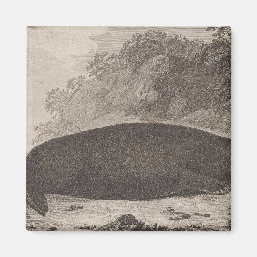 Seeotter, British Columbia Magnet (Vorne)