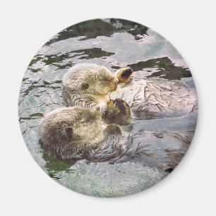 Seeotter, die Hände halten Magnet