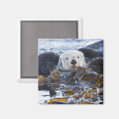 Seeotter eingewickelt im Kelp Magnet (Vorderseite/Rückseite)