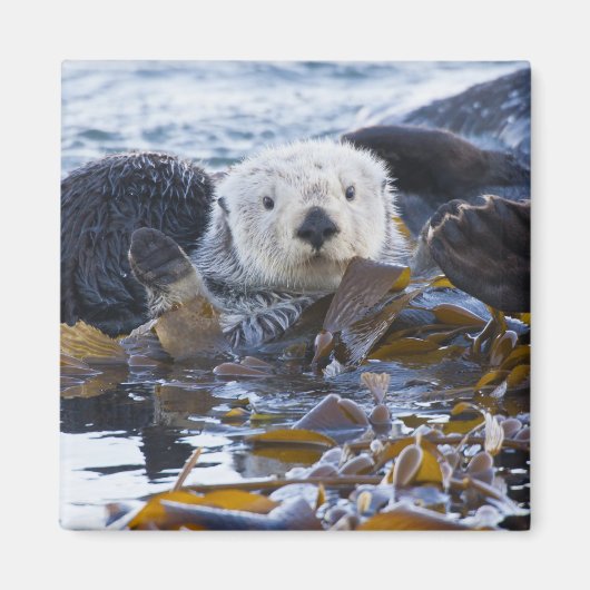 Seeotter eingewickelt im Kelp Magnet (Vorne)