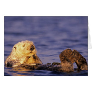 Seeotter, Enhydra lutris 4