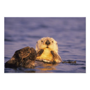 Seeotter, Enhydra lutris 5 Fotodruck