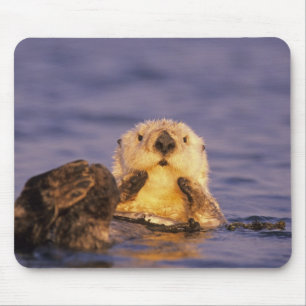 Seeotter, Enhydra lutris 5 Mousepad