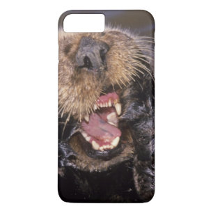 Seeotter, Enhydra lutris 6 Case-Mate iPhone Hülle