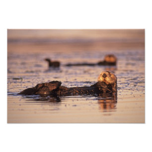 Seeotter, Enhydra lutris 6 Fotodruck