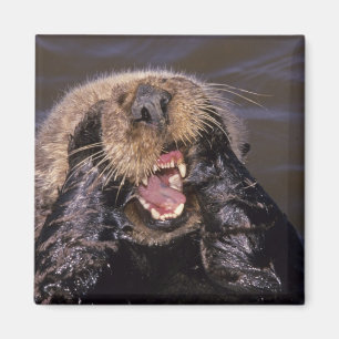 Seeotter, Enhydra lutris 6 Magnet