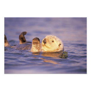 Seeotter, Enhydra lutris Fotodruck