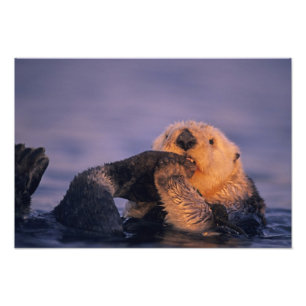 Seeotter, Enhydra lutris Fotodruck