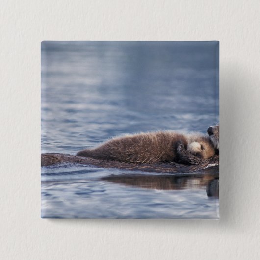 Seeotter, Enhydra lutris lutris Button (Vorderseite)