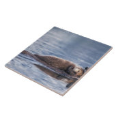 Seeotter, Enhydra lutris lutris Fliese (Seite)