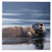 Seeotter, Enhydra lutris lutris Fliese (Vorderseite)