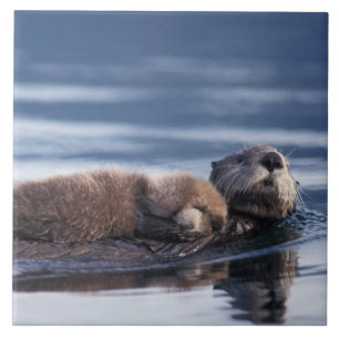 Seeotter, Enhydra lutris lutris Fliese