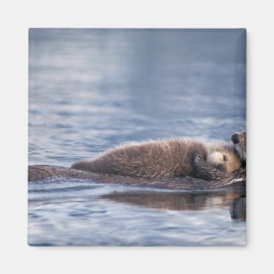 Seeotter, Enhydra lutris lutris Magnet