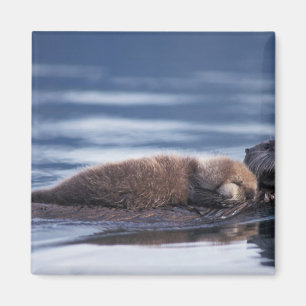 Seeotter, Enhydra lutris lutris Magnet