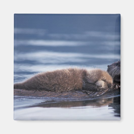 Seeotter, Enhydra lutris lutris Magnet (Vorne)