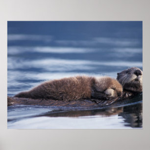 Seeotter, Enhydra lutris lutris, Mutter mit Poster
