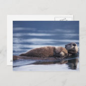 Seeotter, Enhydra lutris lutris Postkarte (Vorne/Hinten)