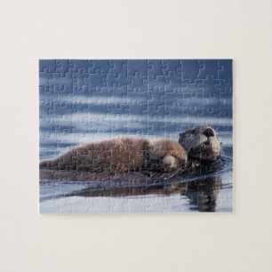 Seeotter, Enhydra lutris lutris Puzzle