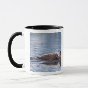 Seeotter, Enhydra lutris lutris Tasse