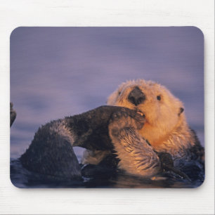 Seeotter, Enhydra lutris Mousepad