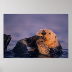 Seeotter, Enhydra lutris Poster