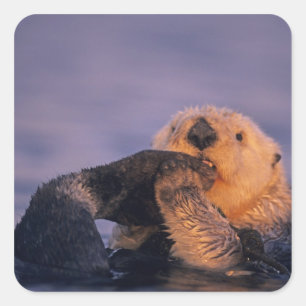Seeotter, Enhydra lutris Quadratischer Aufkleber