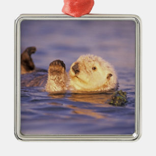 Seeotter, Enhydra lutris Silbernes Ornament