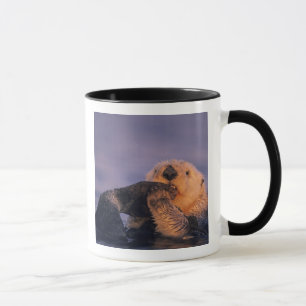 Seeotter, Enhydra lutris Tasse