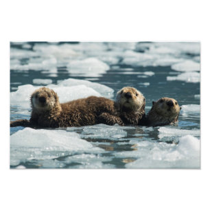 Seeotter-Familie Fotodruck