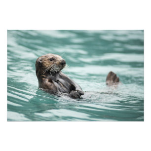 Seeotter Fotodruck