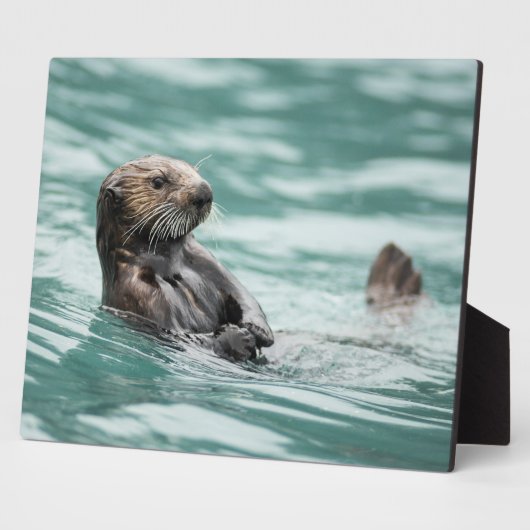 Seeotter Fotoplatte (Seite)