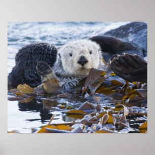 Seeotter in Seetang gewickelt Poster