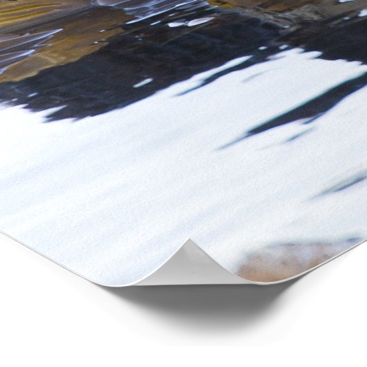 Seeotter in Seetang umhüllt Poster (Ecke)