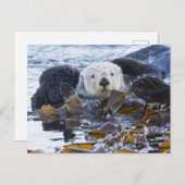 Seeotter in Seetang umhüllt Postkarte (Vorne/Hinten)