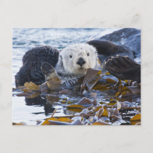Seeotter in Seetang umhüllt Postkarte
