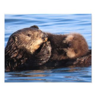 Seeotter-Mutter und niedliches Jungtier Fotodruck