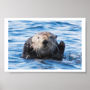 Seeotter Poster