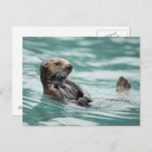 Seeotter Postkarte (Vorne/Hinten)