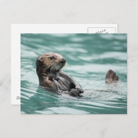 Seeotter Postkarte (Vorne/Hinten)
