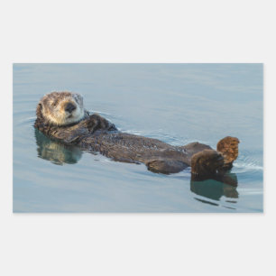 Seeotter schwimmt auf dem Rücken im Ozean Rechteckiger Aufkleber