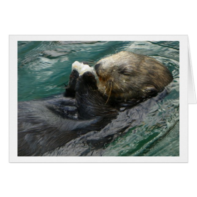 Seeotter Snacking (Vorderseite (Horizontal))