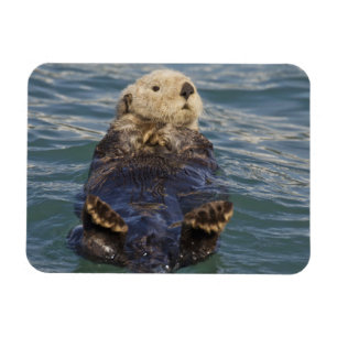 Seeotter spielen auf Eisbergen am Surprise Inlet Magnet