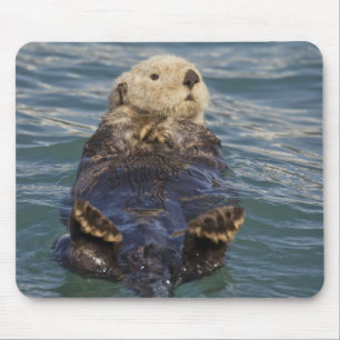 Seeotter spielen auf Eisbergen am Surprise Inlet Mousepad