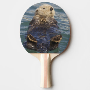 Seeotter spielen auf Eisbergen im Surprise Inlet Tischtennis Schläger