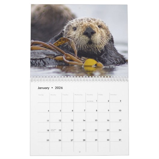 Seeotter und Wandkalender des Siegel-2017 - wild (Jan 2026)