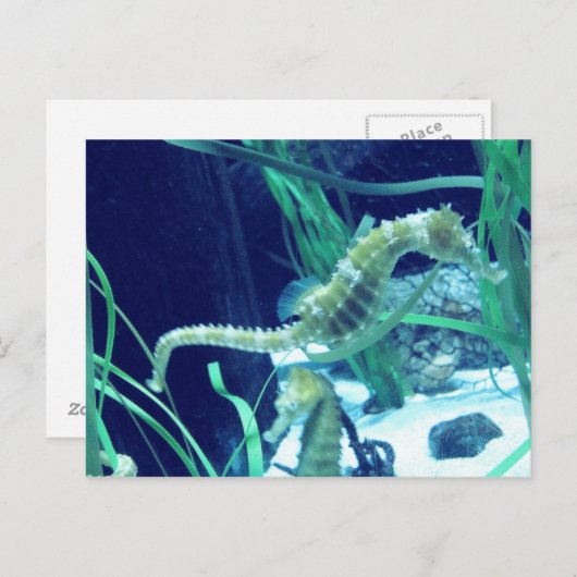 Seepferd Foto Postkarte (Vorne/Hinten)