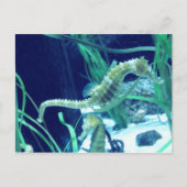 Seepferd Foto Postkarte (Vorderseite)