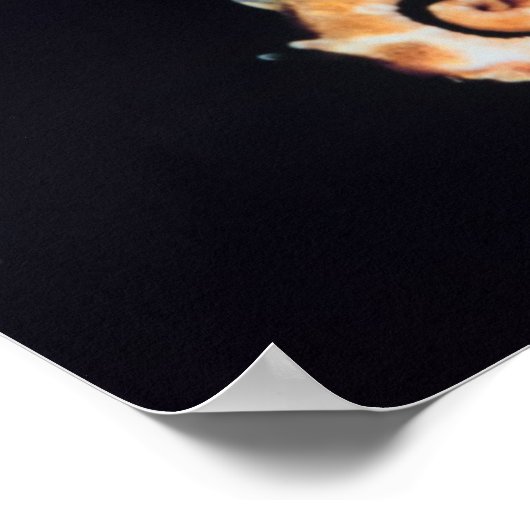 Seepferd - Hippocampus sp. Poster (Ecke)