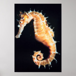 Seepferd - Hippocampus sp. Poster