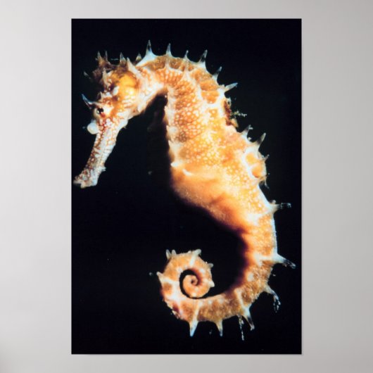 Seepferd - Hippocampus sp. Poster (Vorne)